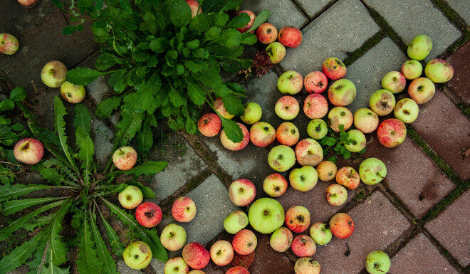 Почему осыпаются яблоки: 5 причин и что с этим делать почему осыпаются яблоки на яблоне
