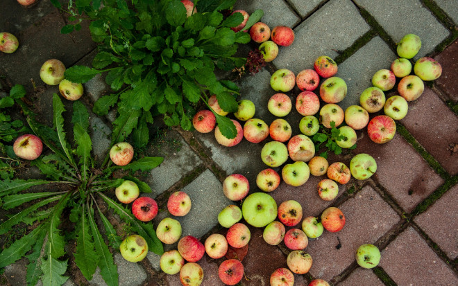 0 почему осыпаются яблоки на яблоне