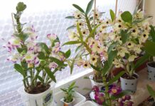 Как ухаживать за орхидеями осенью и зимой: мои проверенные советы уход за орхидеями осенью и зимой в домашних условиях