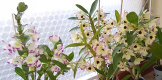 Как ухаживать за орхидеями осенью и зимой: мои проверенные советы уход за орхидеями осенью и зимой в домашних условиях