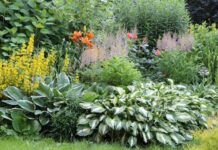 10 самых неприхотливых многолетников для вашего яркого цветника неприхотливые многолетники