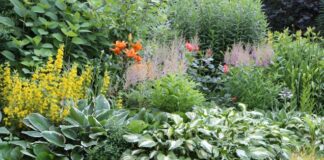 10 самых неприхотливых многолетников для вашего яркого цветника неприхотливые многолетники