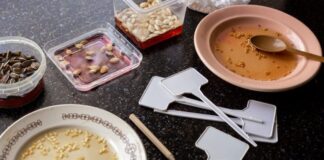 Как оживить просроченные семена цветов: три простых способа оживить просроченные семена цветов