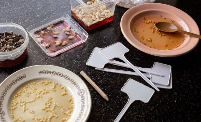 0 оживить просроченные семена цветов