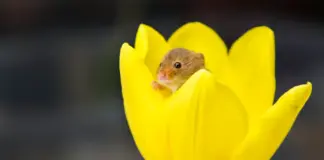 5 надежных способов защитить тюльпаны от мышей: мой опыт и советы 5 способов защитить тюльпаны от мышей