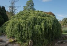 Тсуга канадская: описание, посадка и уход Тсуга канадская