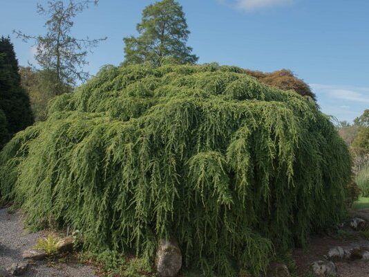 Тсуга канадская: описание, посадка и уход Тсуга канадская