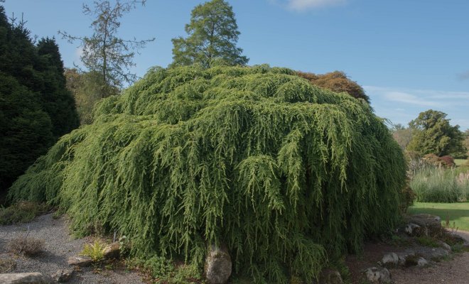0 Тсуга канадская