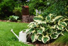 Как ухаживать за хостой в течение сезона уход за хостой