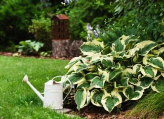 Как ухаживать за хостой в течение сезона уход за хостой