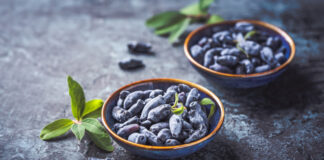 Не горчит и не вымерзает: новые сорта жимолости новые сорта жимолости