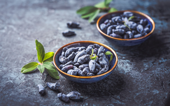 0 новые сорта жимолости