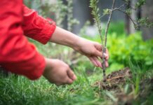 Когда высаживать черенки ягодников на постоянное место: мои советы для удачной осенней посадки когда высаживать черенки ягодников
