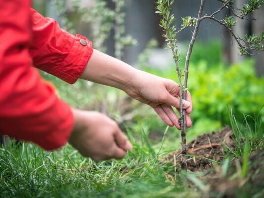 Когда высаживать черенки ягодников на постоянное место: мои советы для удачной осенней посадки когда высаживать черенки ягодников