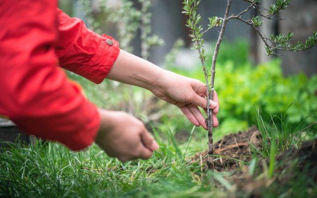 0 когда высаживать черенки ягодников