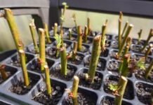 Черенкуем ягодники зимой: пошаговая инструкция и мои личные секреты черенкование ягодников зимой