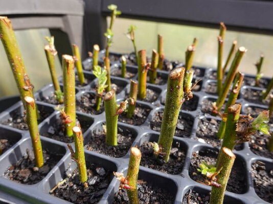 Черенкуем ягодники зимой: пошаговая инструкция и мои личные секреты черенкование ягодников зимой