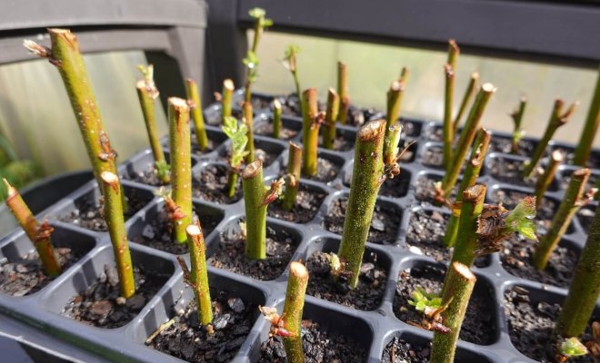 0 черенкование ягодников зимой