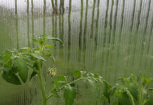 Как бороться с конденсатом и плесенью внутри теплицы: мои проверенные методы борьба с конденсатом и плесенью в теплице