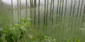 Как бороться с конденсатом и плесенью внутри теплицы: мои проверенные методы борьба с конденсатом и плесенью в теплице