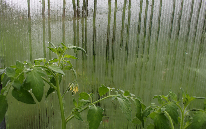 0 борьба с конденсатом и плесенью в теплице