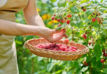 Когда и как правильно обрезать малину после сбора урожая когда обрезать малину после урожая