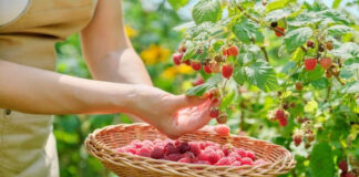 Когда и как правильно обрезать малину после сбора урожая когда обрезать малину после урожая