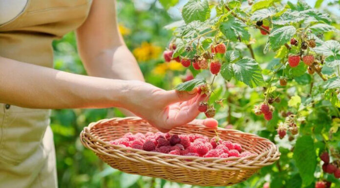 Когда и как правильно обрезать малину после сбора урожая когда обрезать малину после урожая