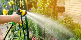 Ошибки при поливе, которые губят растения: как избежать и правильно поливать ошибки при поливе растений