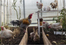 Птицы в теплице: обустраиваем зимовку для кур зимовка кур в теплице