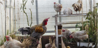 Птицы в теплице: обустраиваем зимовку для кур зимовка кур в теплице