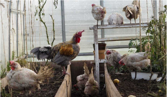 Птицы в теплице: обустраиваем зимовку для кур зимовка кур в теплице