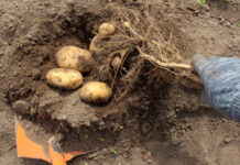 Когда и как убирать ранний картофель уборка раннего картофеля