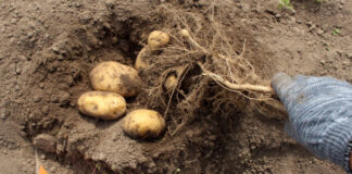Когда и как убирать ранний картофель уборка раннего картофеля