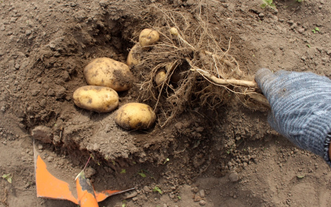0 уборка раннего картофеля