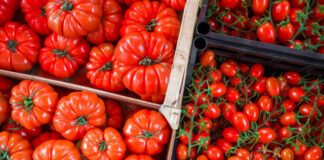Как сохранить свежие помидоры подольше после сбора хранение свежих помидоров