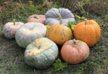 Как хранить тыкву в доме: 5 простых правил для долгого сохранения урожая как хранить тыкву в доме
