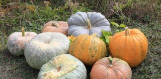 Как хранить тыкву в доме: 5 простых правил для долгого сохранения урожая как хранить тыкву в доме
