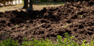 Готовим грядки под зиму: пошаговый план подготовки огорода осенью готовим грядки под зиму в огороде осенью