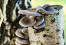 Грибы на даче: виды, способы выращивания и есть ли смысл вообще – мои мысли и советы выращивание грибов на даче в саду осенью