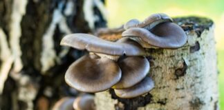 Грибы на даче: виды, способы выращивания и есть ли смысл вообще – мои мысли и советы выращивание грибов на даче в саду осенью