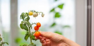 Забираем урожай в квартиру вместе с кустами: как пересадить растения с грядки и ухаживать за ними дома выращивание овощей в квартире на подоконнике осенью