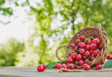10 сортов черешни для северных регионов сорта черешни для северных регионов