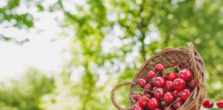 10 сортов черешни для северных регионов сорта черешни для северных регионов