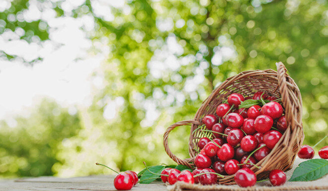 10 сортов черешни для северных регионов сорта черешни для северных регионов