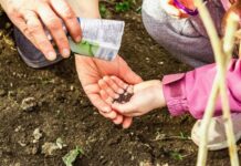 Как правильно посеять щавель под зиму: мой опыт и пошаговые советы посев щавеля под зиму на грядке осенью