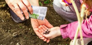 Как правильно посеять щавель под зиму: мой опыт и пошаговые советы посев щавеля под зиму на грядке осенью