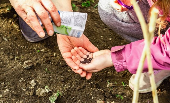 0 посев щавеля под зиму на грядке осенью