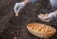 Посадка лука под зиму: мой полный гид от А до Я для щедрого урожая Посадка лука под зиму: мой полный гид от А до Я для щедрого урожая