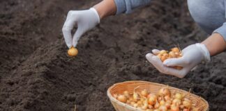 Посадка лука под зиму: мой полный гид от А до Я для щедрого урожая Посадка лука под зиму: мой полный гид от А до Я для щедрого урожая